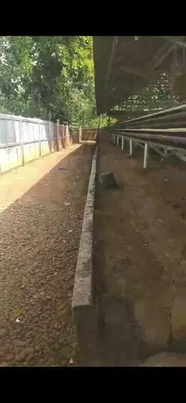 Kandang ayam petelur lanjutkan