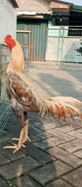 Ayam bangkok warna bagus