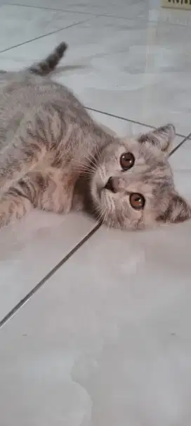 Kucing Scottish Fold Persia Munchkin Anggora