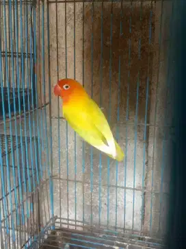 Burung lovebird paskun jantan