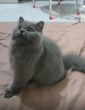 Sale. British LongHair