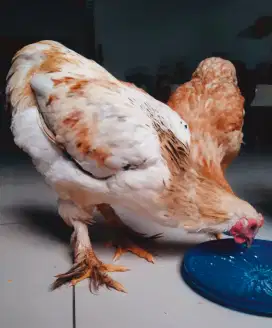 Ayam hias brahma