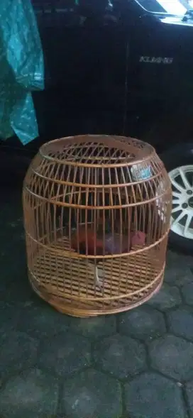 Ayam bekisar merah muda suara bagus lancuran