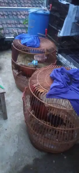 ayam bekisar suara oe ee hasil kebun sendiri