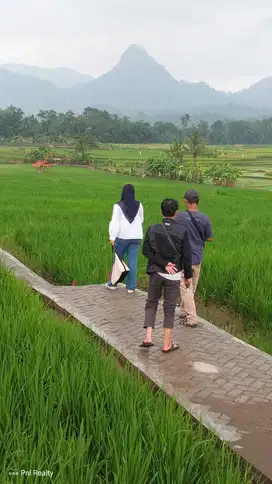 Tanah Kavling SAWAH DENGAN GERBANG TERMEGAH DIPINGGIR JALAN