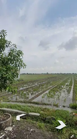 Dijual Sawah Luas 2,149 m2 di Desa Keper, Sidoarjo