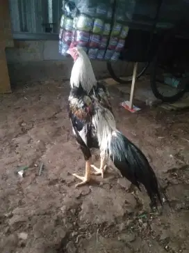 Ayam Bangkok klasik