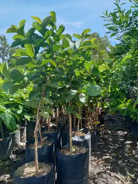 Bibit jambu kristal merah