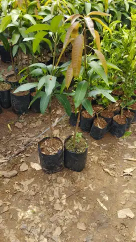 Bibit mangga arumanis,manalagi,kyojay,red ivori