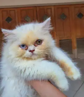 Kucing Langka Flat Nose ODD EYE 4 bulan betina