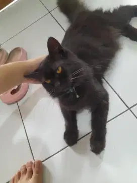 LA Kucing Jantan Mainecoon Mix Persia