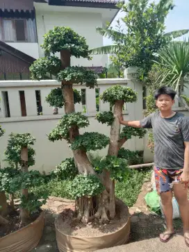 Pohon Bonsai BERINGIN KOREA