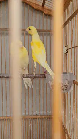 Kenari Crossbreed