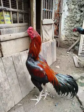 Ayam Bangkok muda