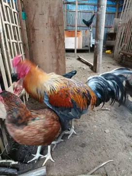 ayam KUB 2 janaka petelur