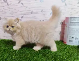 Kucing kitten persia flatnose super gembul