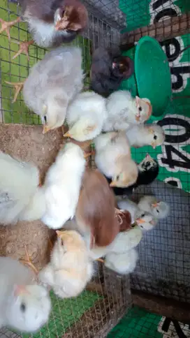 Anak Ayam Kampung Aseel Cros