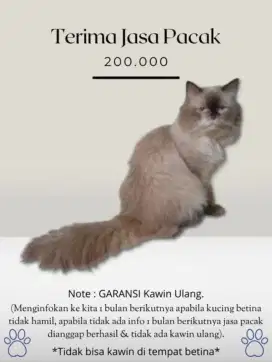 Pacak kucing himalaya jantan