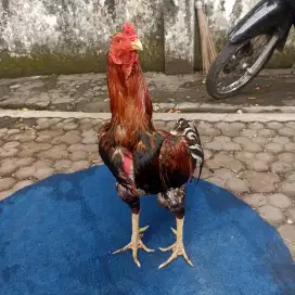 ayam bangkok taji super