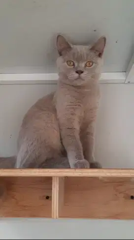 BSH / British Shorthair