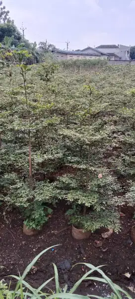Pohon ketapang kencana