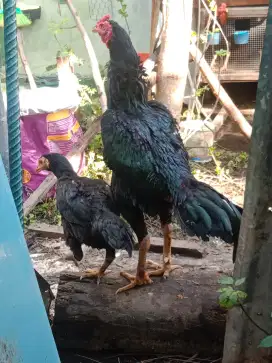 Ayam Jago Sama Induk Ayam