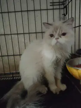 Kucing ragdoll flatnose