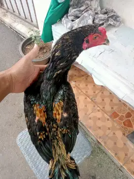 Ayam Bangkok jalak