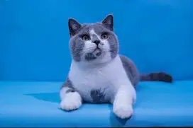 Kucing british shorthair bicolor blue white