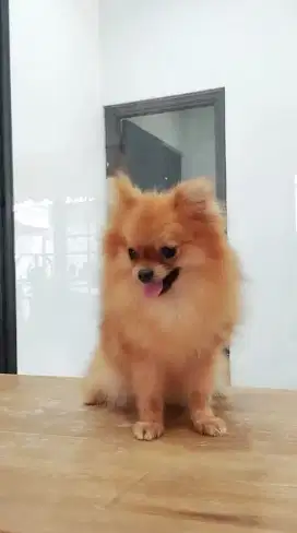 HQ Minipom Betina