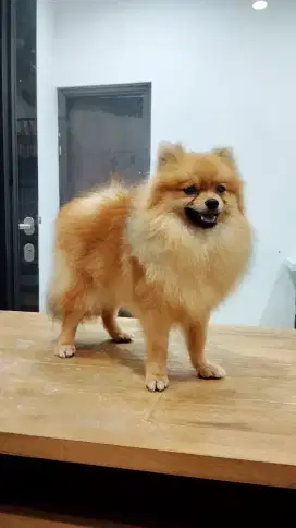 High Quality Minipom Jantan