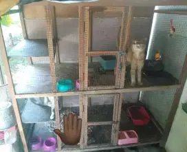 Kandang Kucing Kayu