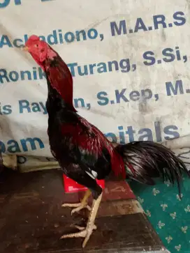 Ayam Bangkok super