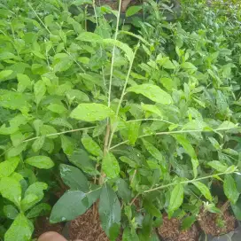 Tanaman lekwanyou