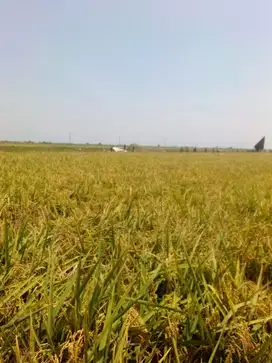 Tanah sawah subur pamanukan akses mobil,