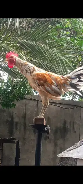 Ayam ketawa disco rasa durasi