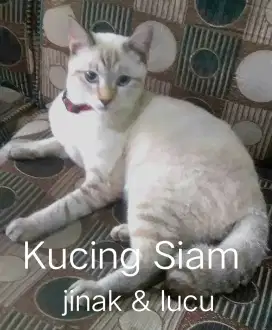 Jual kucing Siam jantan umur 7 bulan