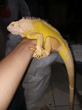 Iguana green albino