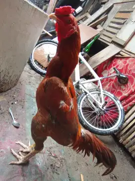 Ayam Bangkok klasik/jalu