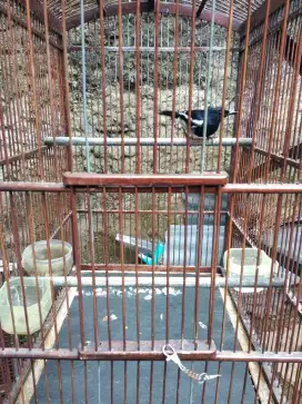 Burung Kacer rajin bunyi