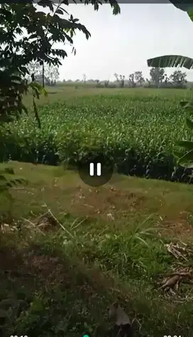 Dijual tanah sawah aktif nol jalan aspal Ngoro, Jombang