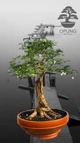 Bonsai siap pajang