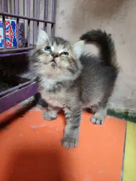 Kucing Persia medium peaknose flatnose kitten 3bl bulu lebat gimbul