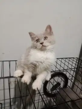 Kitten bsh jantan semua nego wajar