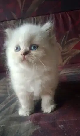 Kitten betina ras ragdoll mix persia 800rb