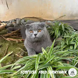 WAITING FOR NEW HOME Scottish Fold Shorthair (SFS a) (WCF ID 0320 ICC)