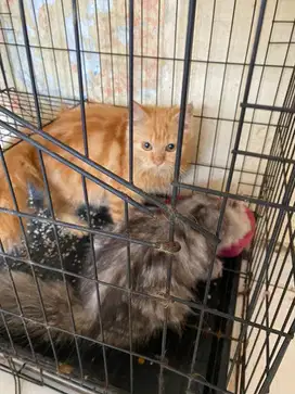 Anakkan Kucing/Kucing Persimed/Kitten 5 Oren [ Nett ]
