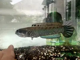 Chana Blue Pulchra