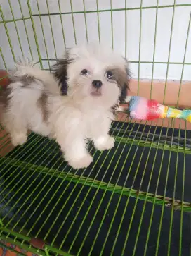 Anak anjing Shihtzu 2,5 bulan