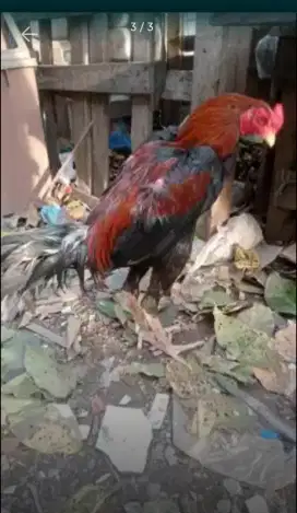 Jual ayam pakhoy silang bangkok